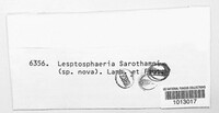 Leptosphaeria sarothamni image
